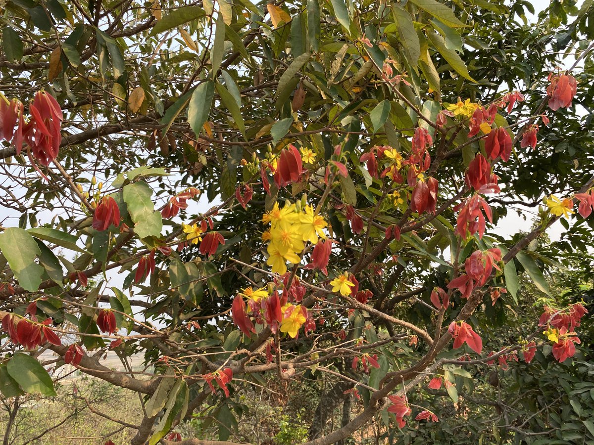 Summer bloom on the streets of Bhubaneswar!!