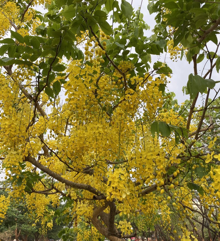 manas_muduli's tweet photo. Summer bloom on the streets of Bhubaneswar!! https://t.co/a7RFNNLbZx