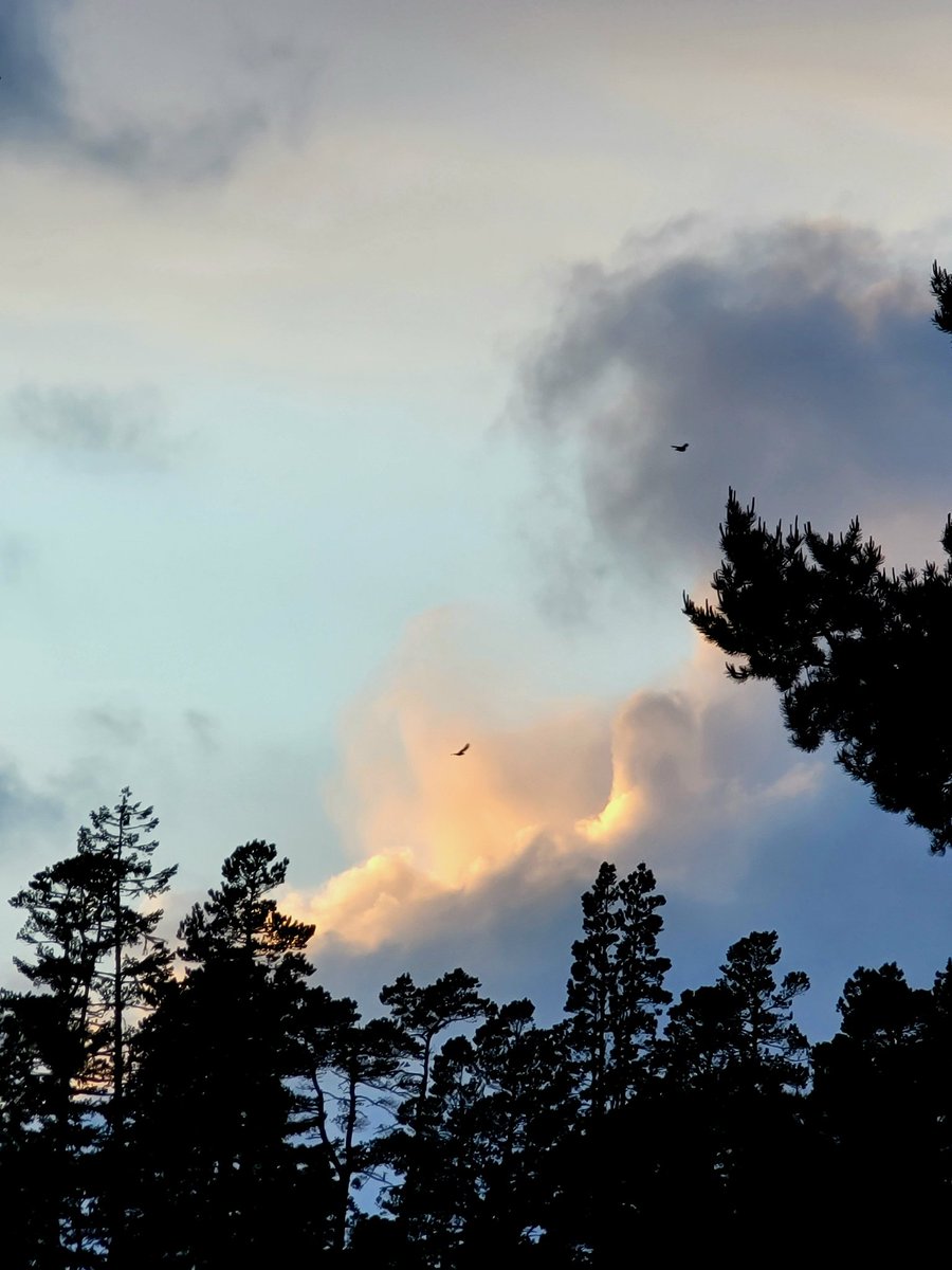 #oregonlife #oregoncoast #natuerlover #pnwlife #pnw #naturephotography #sunset #oregonsunset #oregonsky #saturdayvibes #saturdaymood #positivevibes