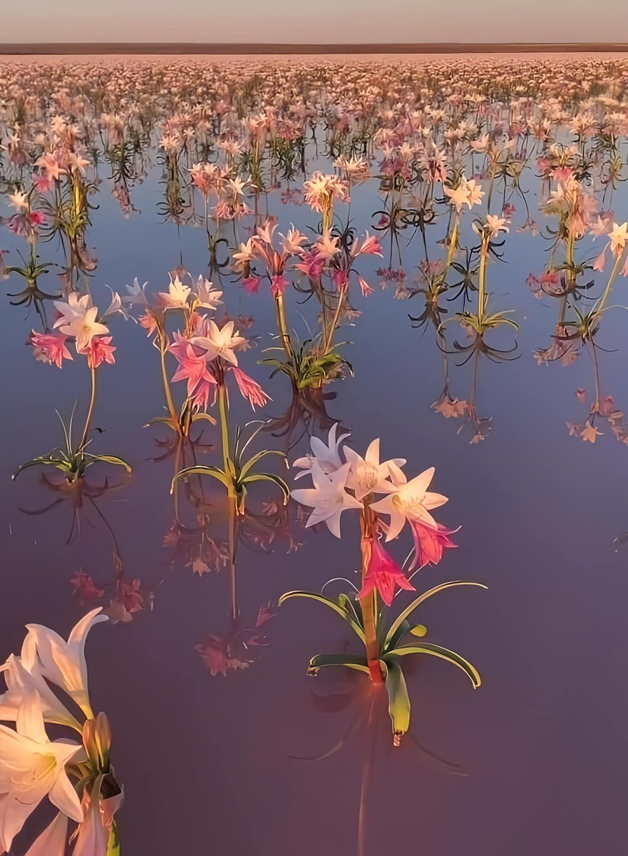 'A wonderful natural phenomenon occurred in the African desert, after the recent floods! Thousands of lillium flowers sprouted through pond waters, offering a unique sight.'