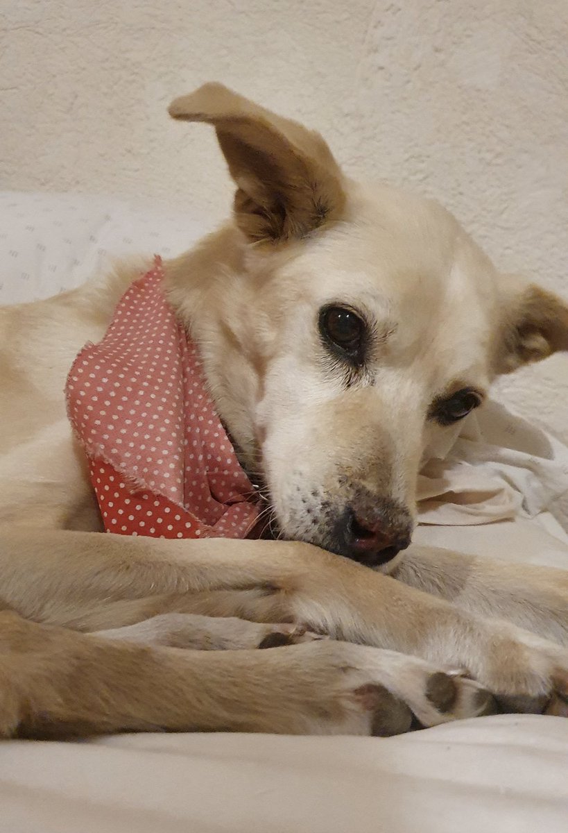 Cumplió 18 años y se fue mi Lulú. Adoptada, vivió feliz. Se lleva un pedazo de mi corazón y con su partida se cierra un capítulo importante de mi vida. Gracias Lulú por cuidarme y ser mi compañerita en las buenas y en las malas.