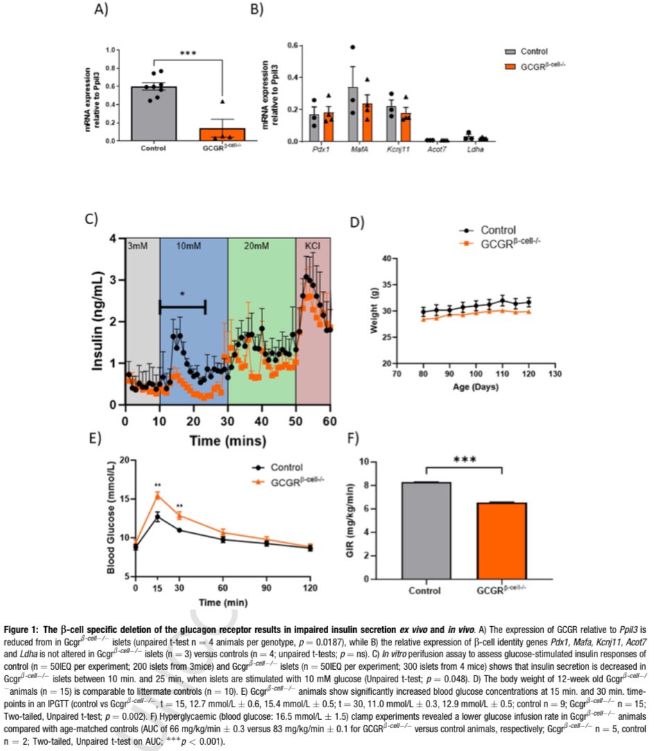 Intra-islet glucagon signalling regulates beta-cell connectivity, first-phase insulin secretion and glucose homoeostasis sciencedirect.com/science/articl… “These data [] support a possible therapeutic role for glucagonergic agents to restore the insulin secretory capacity lost in #T2D”