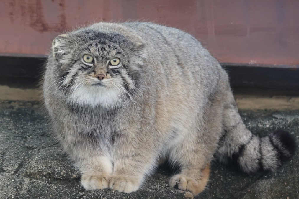 イーリスくん Iris 
#王子動物園 #マヌルネコ #manul  #манул #pallascat  #兔猻