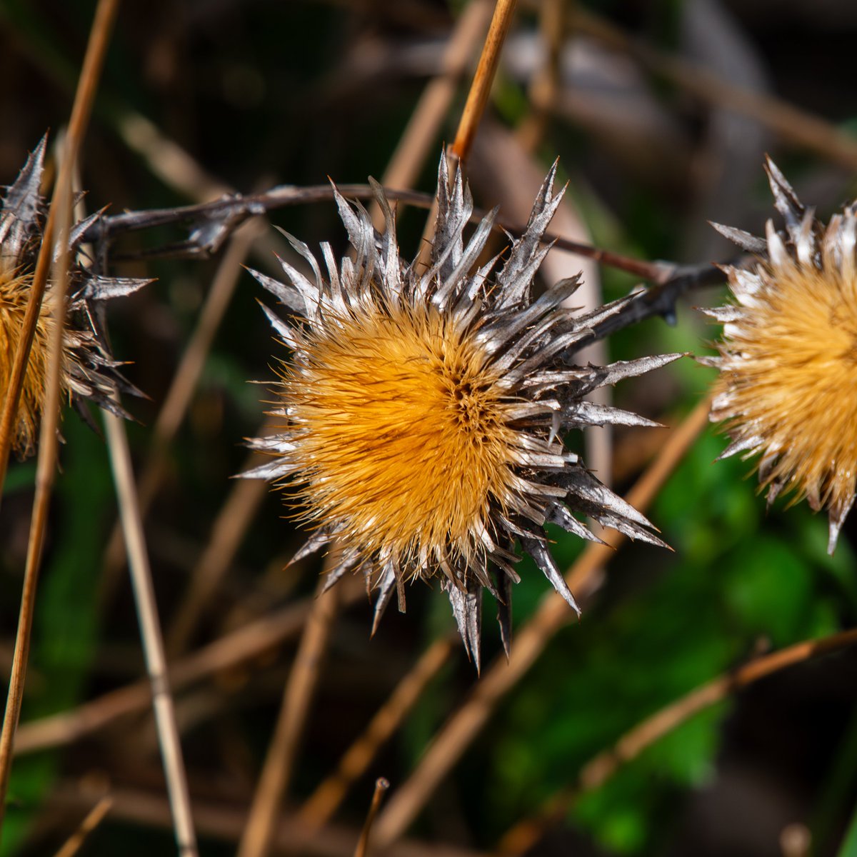 #XNatureCommunity #XNaturePhotography #TwitterNatureCommunity #TwitterNaturePhotography #NaturePhotography #NatureBeauty #Sunday #sundayvibes 
Good #SundayMorning my dear friends! I wish you all a fantastic, peaceful and relaxing day!