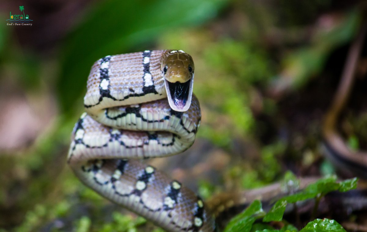 A light hearted wish for world laughter day. In frame: Montane Trinket Snake #Wildlife #Kerala #KeralaTourism