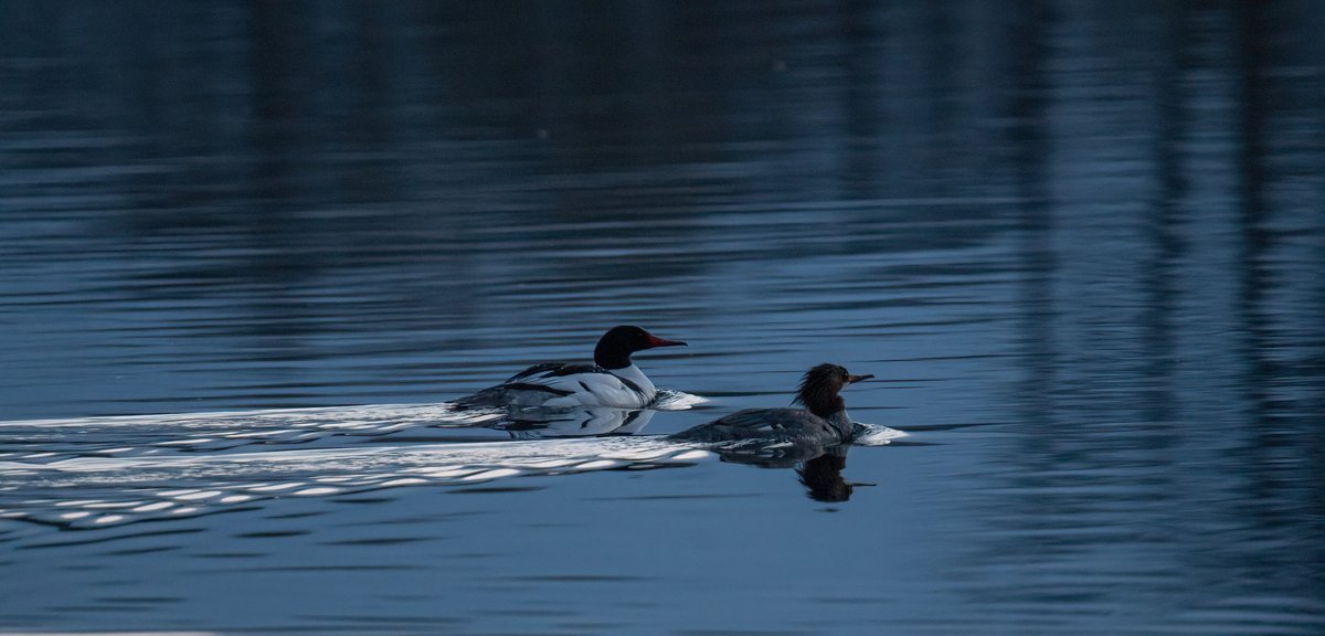 it was a very Merganser evening...I saw Red-breasted and Commons...far away and pretty shy but very nice to see😊 #birdphotography