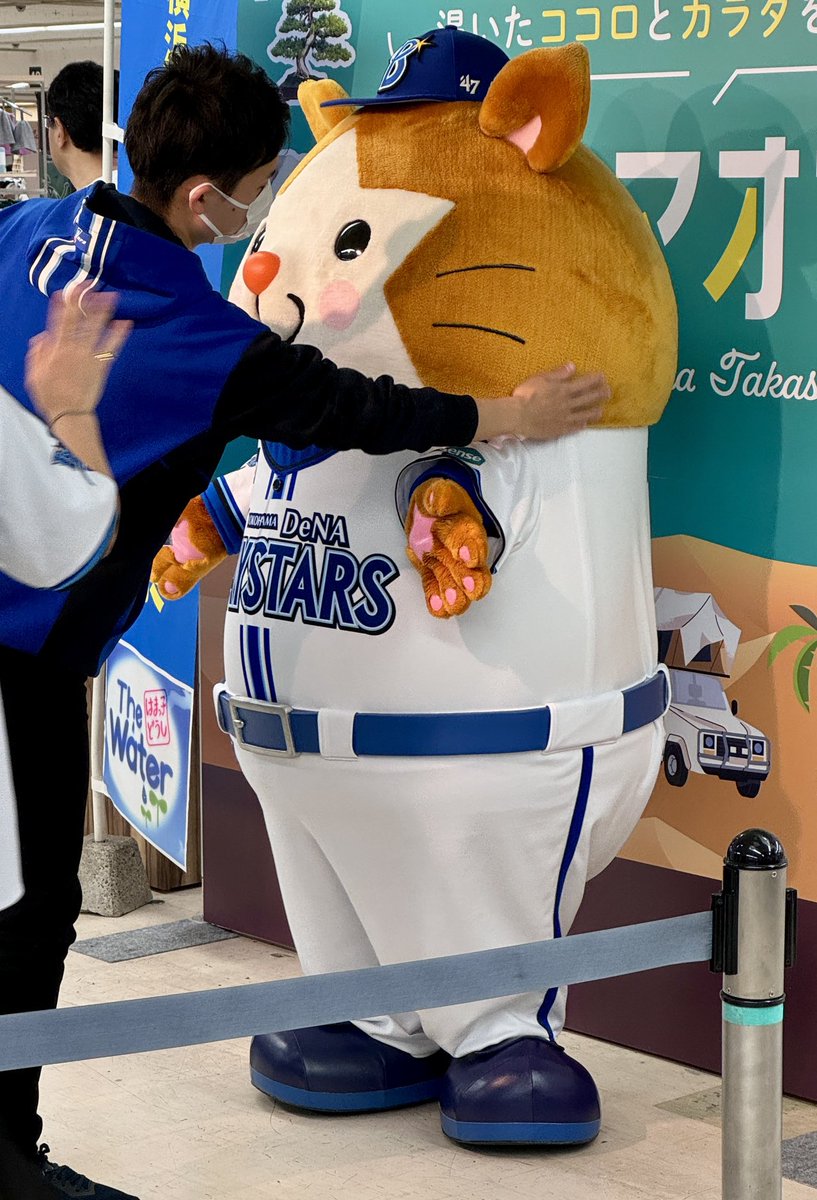 アテンドさんに毛並みを整えてもらうスターマン

#スターマン #baystars