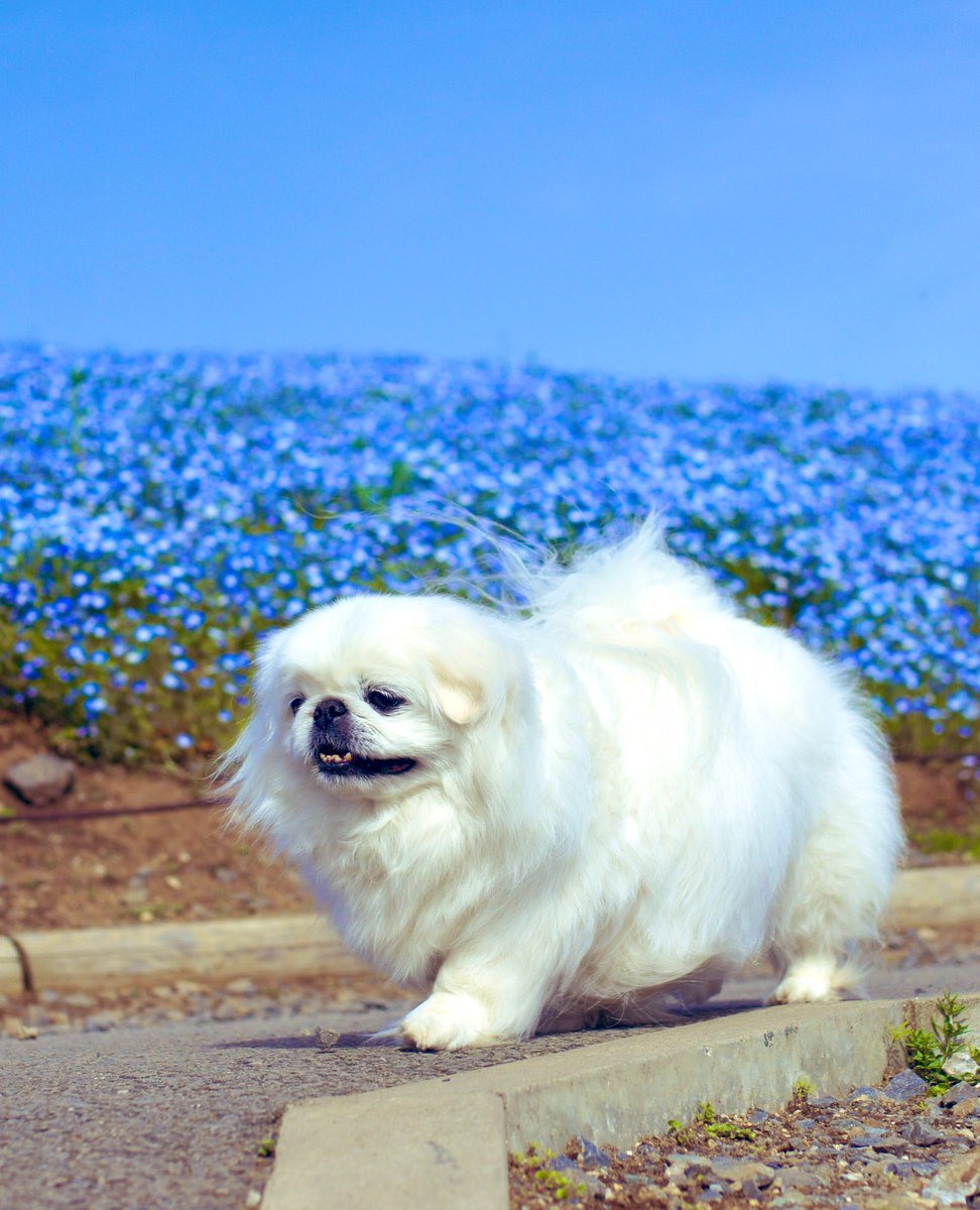 blue sky and flowers 🐶🌤️🦋
#Pekingese 
#MilfyThePekingese 
#ひたち海浜公園 
#Nemophila 
#BlueSky 
#ChildrensDay 
#HappyWeekend 
#HappyHolidays 
#HaveAPeacefulDay