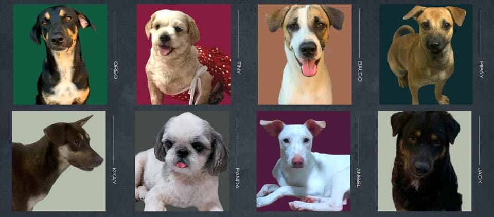 factsboutTSwift's tweet photo. We have 8 dogs (most of them we're rescued) and I know we have big responsibilities for them. But we are experiencing financial struggles right now. https://t.co/hrUMkdkADo