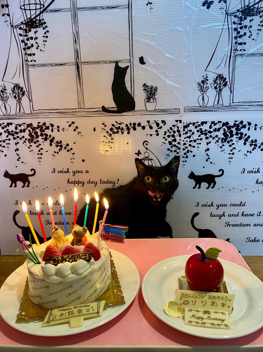 k1026r55r77's tweet photo. 今日は愛娘りりあの8歳の誕生日🎂
蒲田店ではセナ🐈‍⬛という名前でしたが、リトルキャッツではアップルミントという名前でした🍎
今回は最初の名前にちなんで🍎ケーキも選びま���た💕
#リトルキャッツ出身
#にゃんくる卒業
#ガトードボワイヤージュ
#こどもの日ショートケーキ
#銀のぶどう
#無限アップル https://t.co/C0yK5Zfj2w