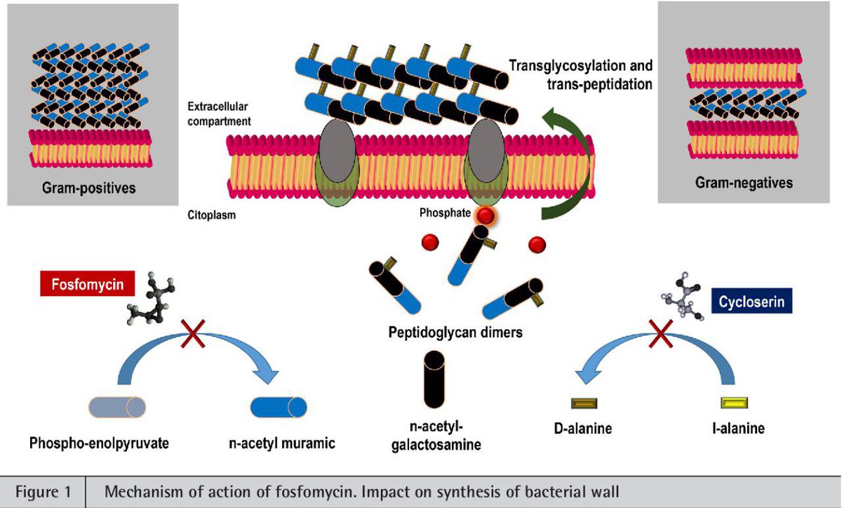 📌 Fosfomycin.

🔹 Antibiotic( cell wall inhibitor group) 

✅️ Mechanism of action of fosfomycin:

It works by inhibiting the enzyme called enolpyruvyl transferase (EPT), which is crucial in the initial step of bacterial cell wall formation.