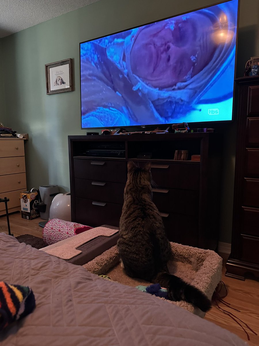 JaymeLandry's tweet photo. Happy #Maythe4thBeWithYou 

Mochi has been watching all day. She was worried when the wampa got Luke and poofed her tail. She likes BB-8 though! https://t.co/sAkgKg0KxW