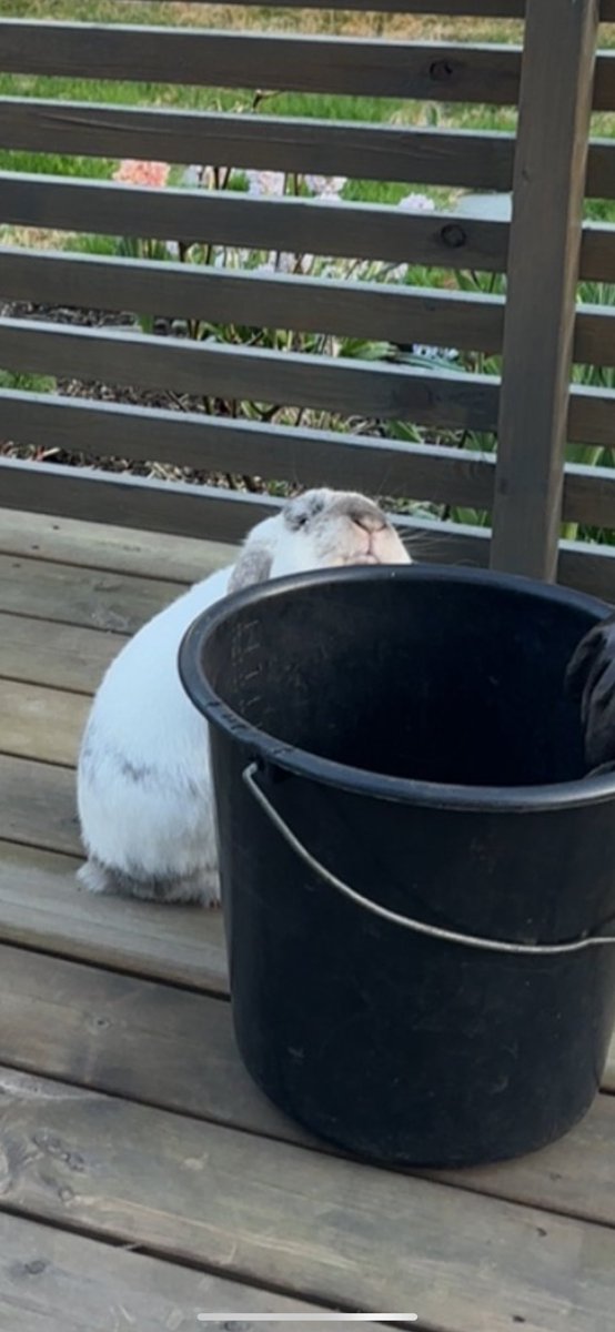 Bunny likes the bucket