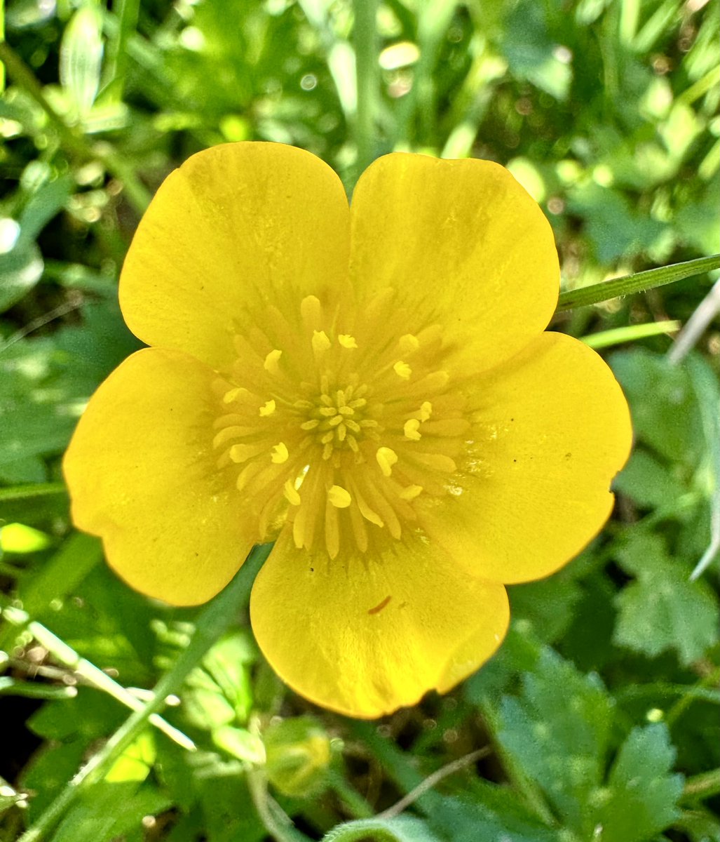 Good morning everyone happy Sunday, have the best day possible wherever you are, whatever your plans #SundayYellow spreading sunshine and smiles #Buttercup small, beautiful and bright 😊 #BekindAlways #PeaceAndLove #Garden @X