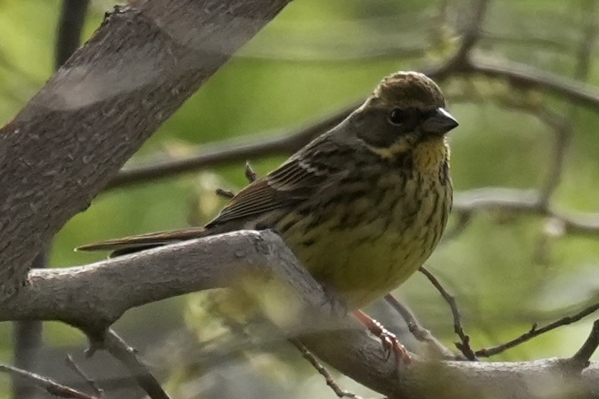 アオジをたくさん見かけた
みなそれぞれ単独で行動してた
#野鳥撮影