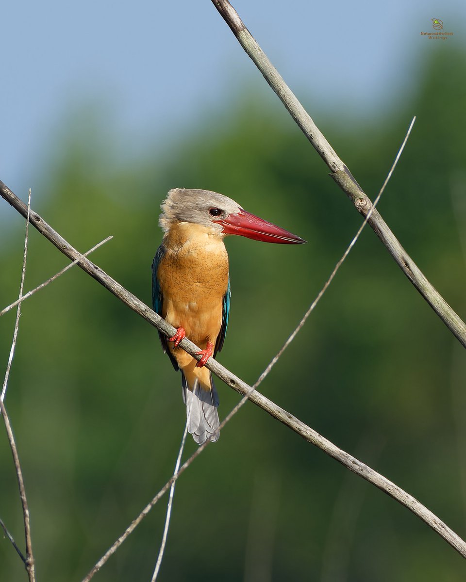 Stork-billed Kingfisher, Port Blair, India #birds_captures #planetbirds #birdfreaks #your_best_birds #best_birds_of_world #ThePhotoHour
