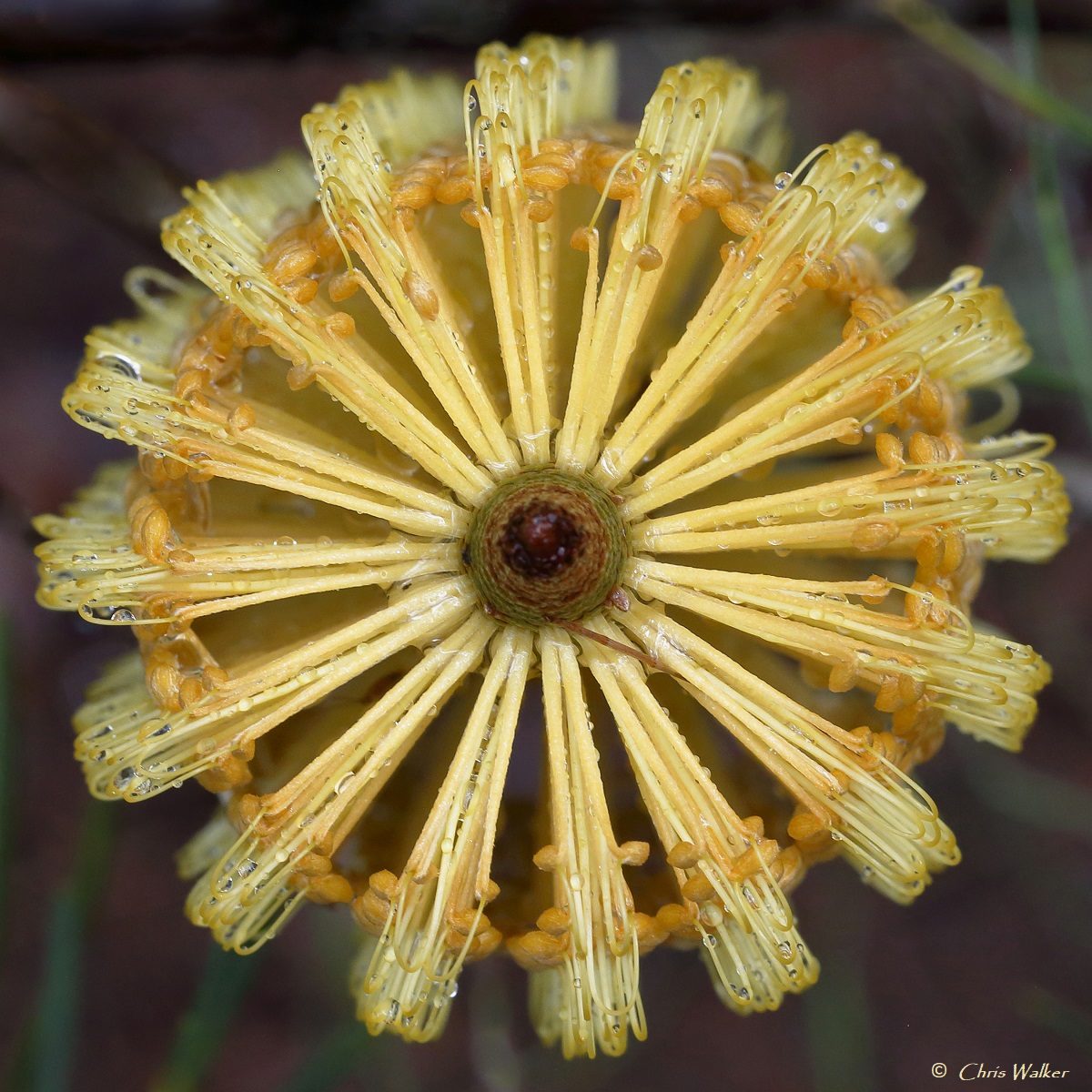 Banksia spinulosa flower this morning in the Scribbly Gums Conservation Area, Alexandra Hills. #banksiaspinulosa #banksia #Queensland