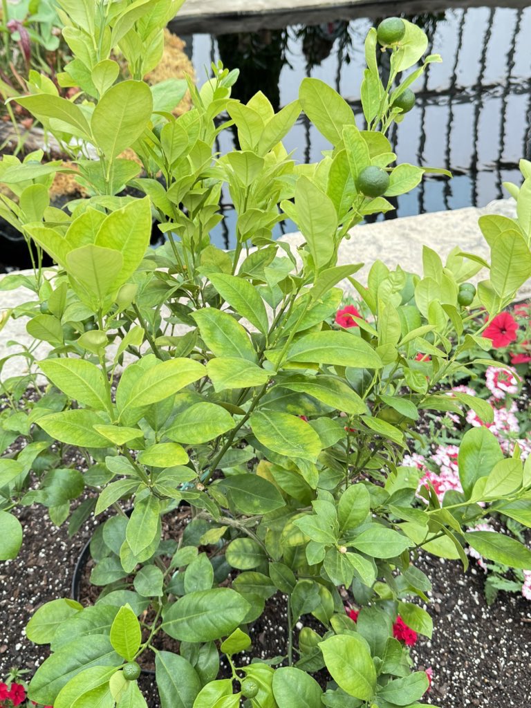Saw a dwarf Calamansi tree at Como Park Conservatory in St. Paul, Minnesota today. My first time seeing fresh Calamansi in the Midwest! 🍋‍🟩