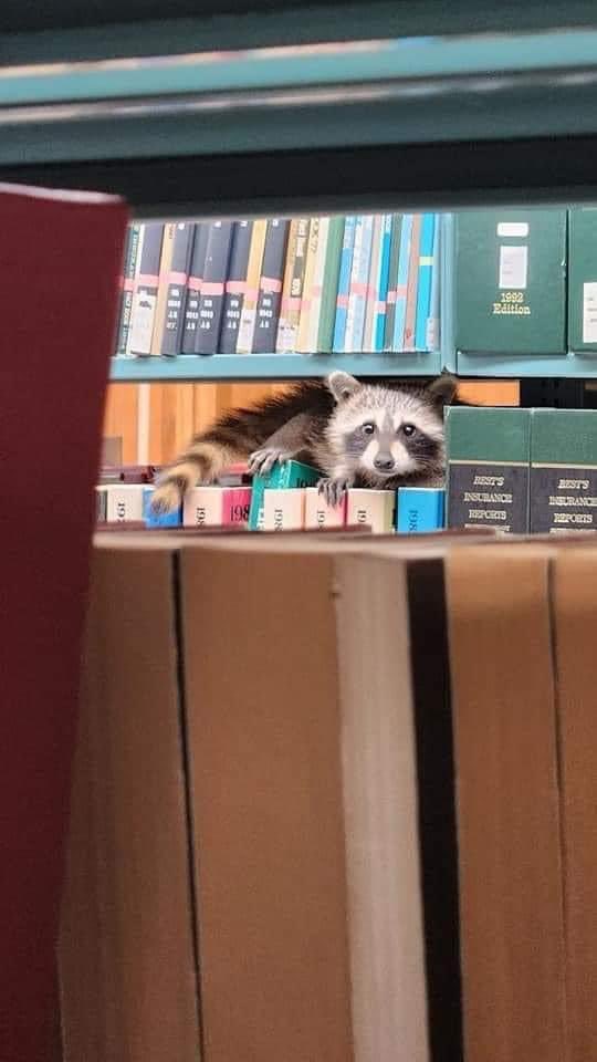 A friend just sent me this photo from the library at University of New Orleans It would seem that the raccoons are learning. And I, for one, welcome our raccoon overlords