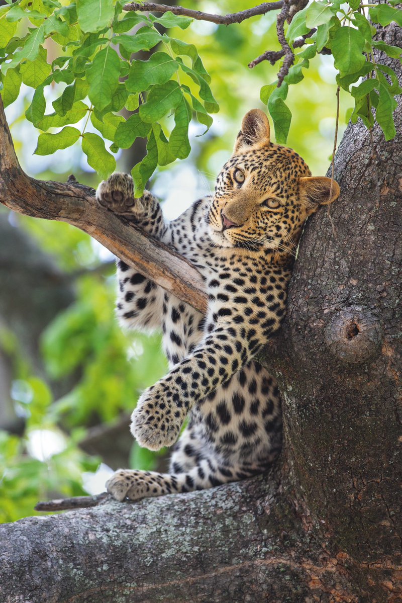 Good morning X-Friends…🌷🍃☕️ Have a blessed and relaxing Sunday 🌳☀️🐆🧡 #SundayMorning 🌷 #CoffeeTime ☕️ #AnimalLovers 🩷 #StayPositive 🌸 #Blessings 🤍 #PeaceAndLove 🕊️