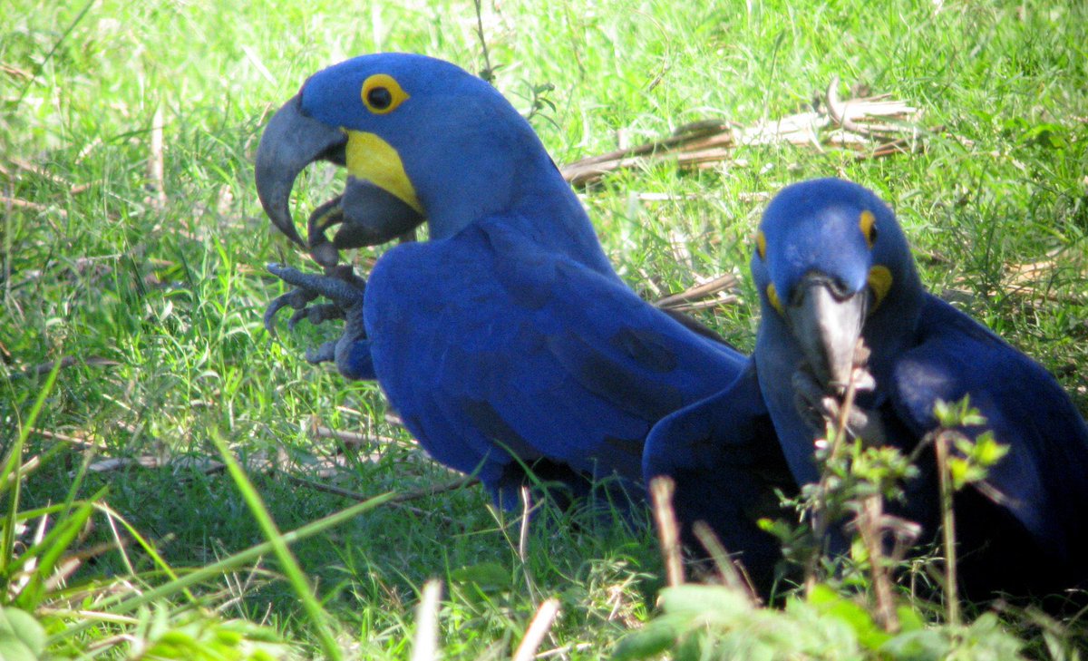 Have a super Sunday! Watch birds, birds make us smile & give us a break from the madness. Hyacinth Macaws #Brazil #SundayMorning #birdwatching #birdphotography #birding #birds