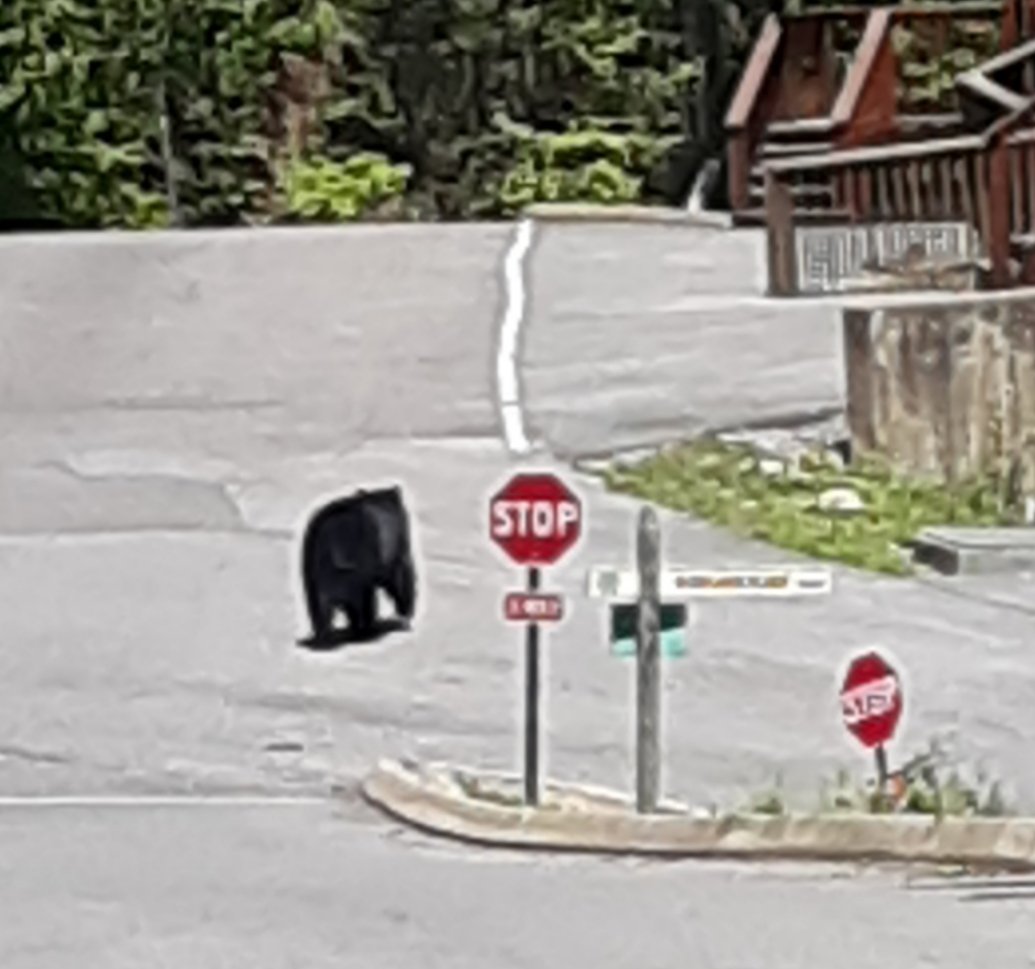 There were bears at Skyview Mansion, Tennessee!!

1st bear in 'real life' I have ever seen!

Such a majestic thrill to watch!!