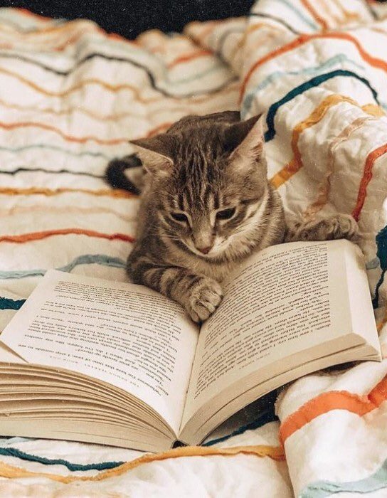 Have a relaxing Sunday dear friends…🌷☕️📖🐈🤎🩷🤎 #GoodMorningEveryone 🌷 #CoffeeTime ☕️ #CatsLover 🐈 #SundayFunday 🩷 #Blessings 🤍 #PeaceAndLove 🕊️