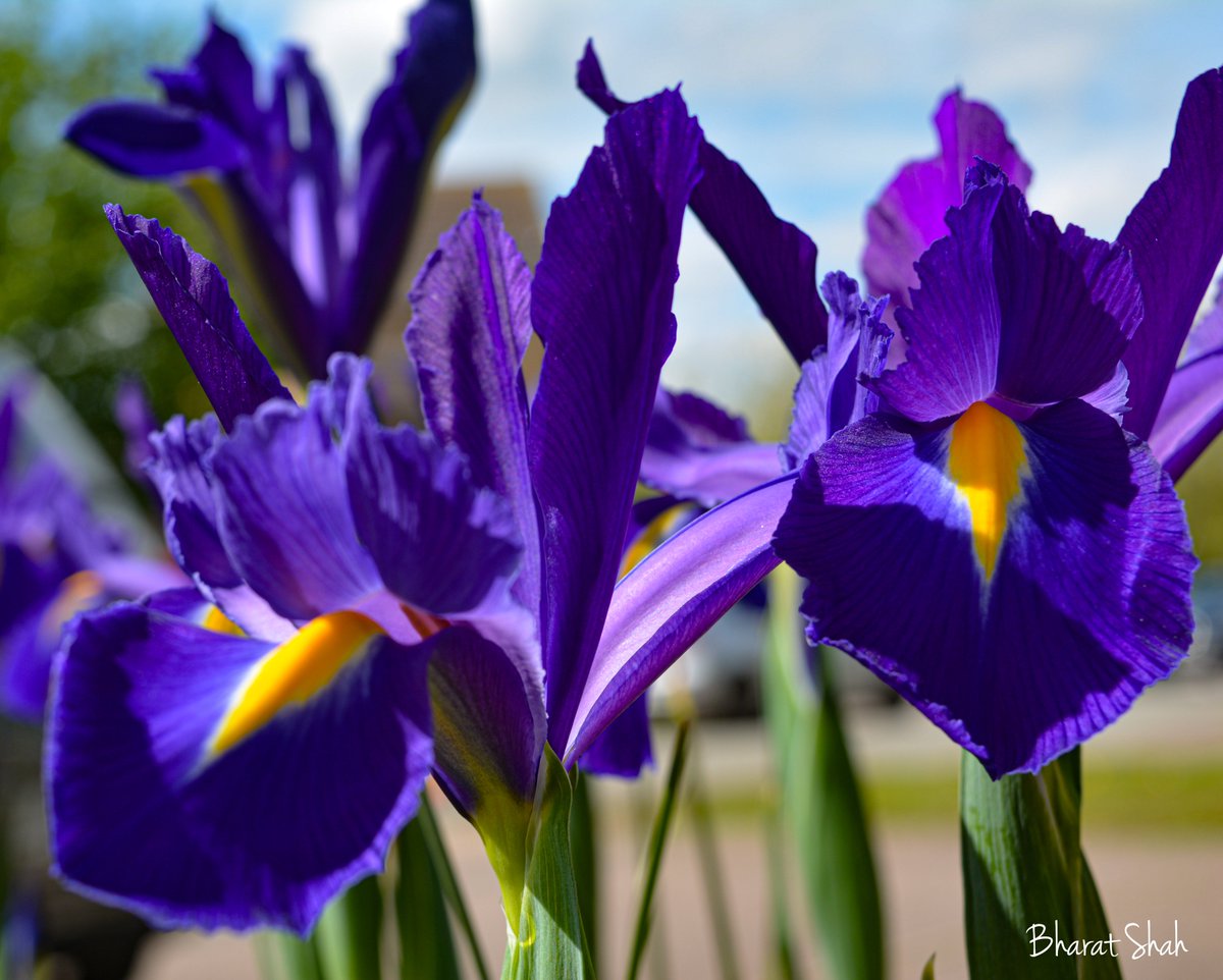 Iris flowers in full bloom. 

#scenesfrommk #loveMK #TwitterNatureCommunity #TwitterNaturePhotography 
#ThePhotoHour #MacroHour
#Spring2024