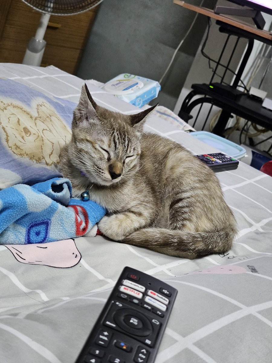 Nina_LinYing's tweet photo. @baby_coocoo สนใจรับแมวเปรตไปเลี้ยงสักตัวมั้ยคะ กัดเก่งจนนุดลายพร้อมแน้วววววว https://t.co/myjVWraDjj