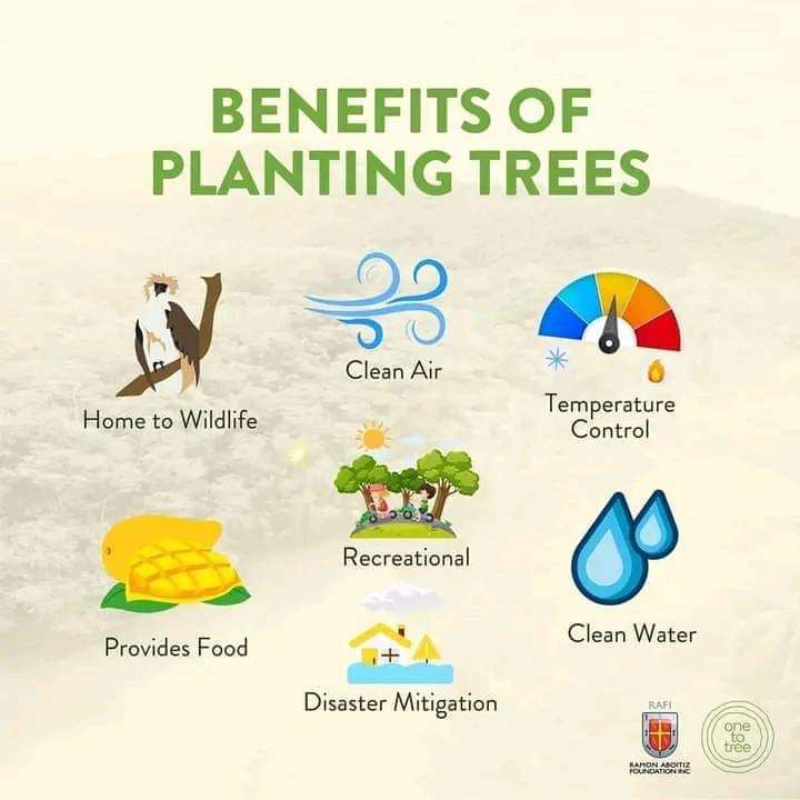 Plant More Trees