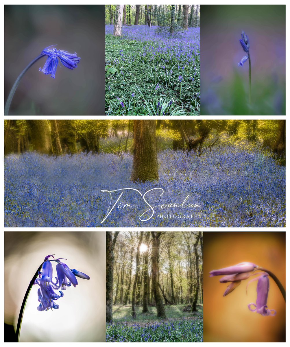 A Bluebell Collection