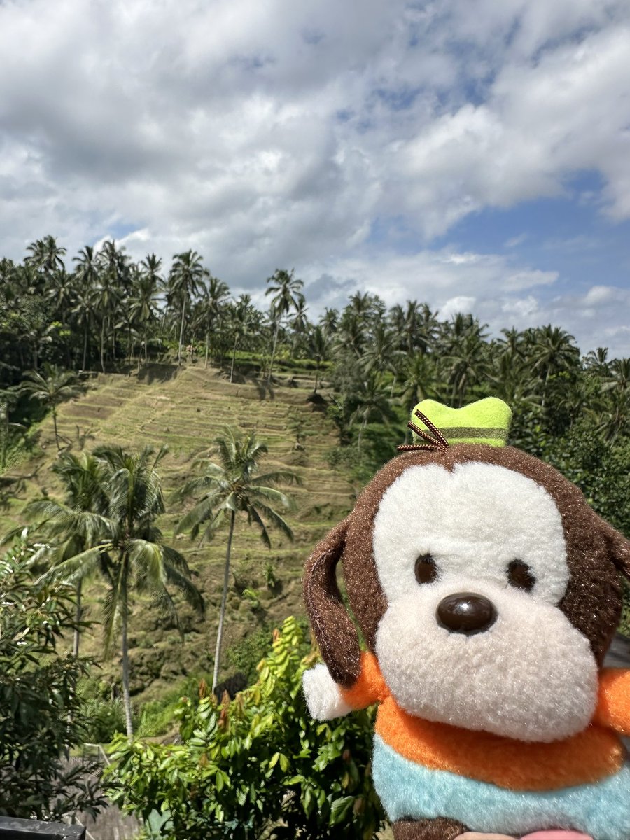 【Please share】
I lost a precious little friend. 
On 05/03, I went sightseeing in Bali and returned to Hanoi, Vietnam. 
Please let me know if you have any information, no matter how trivial.
Thank you for your cooperation.
#mygoofy