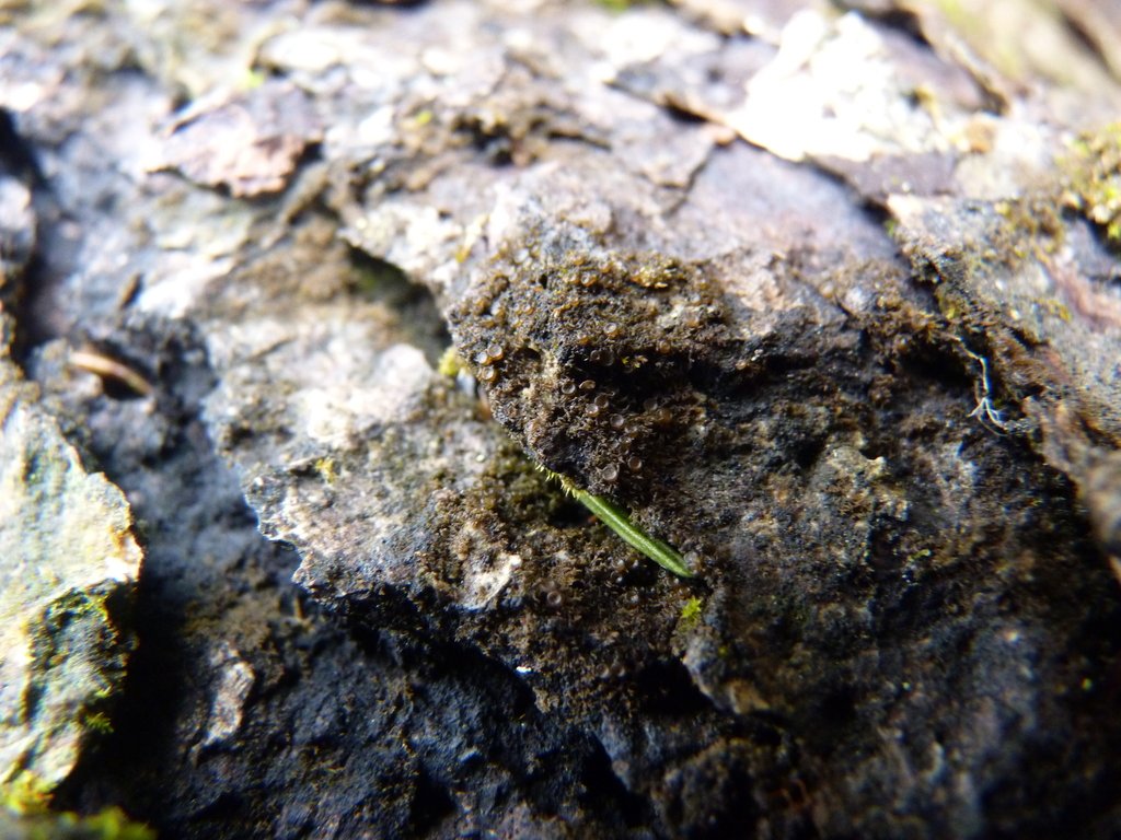 Scytinium New to me genus. Haven't quite got it to species yet but it's one of two. This one was so small that even when someone pointed it out to me it took a good 5 seconds to see what they were pointing at.