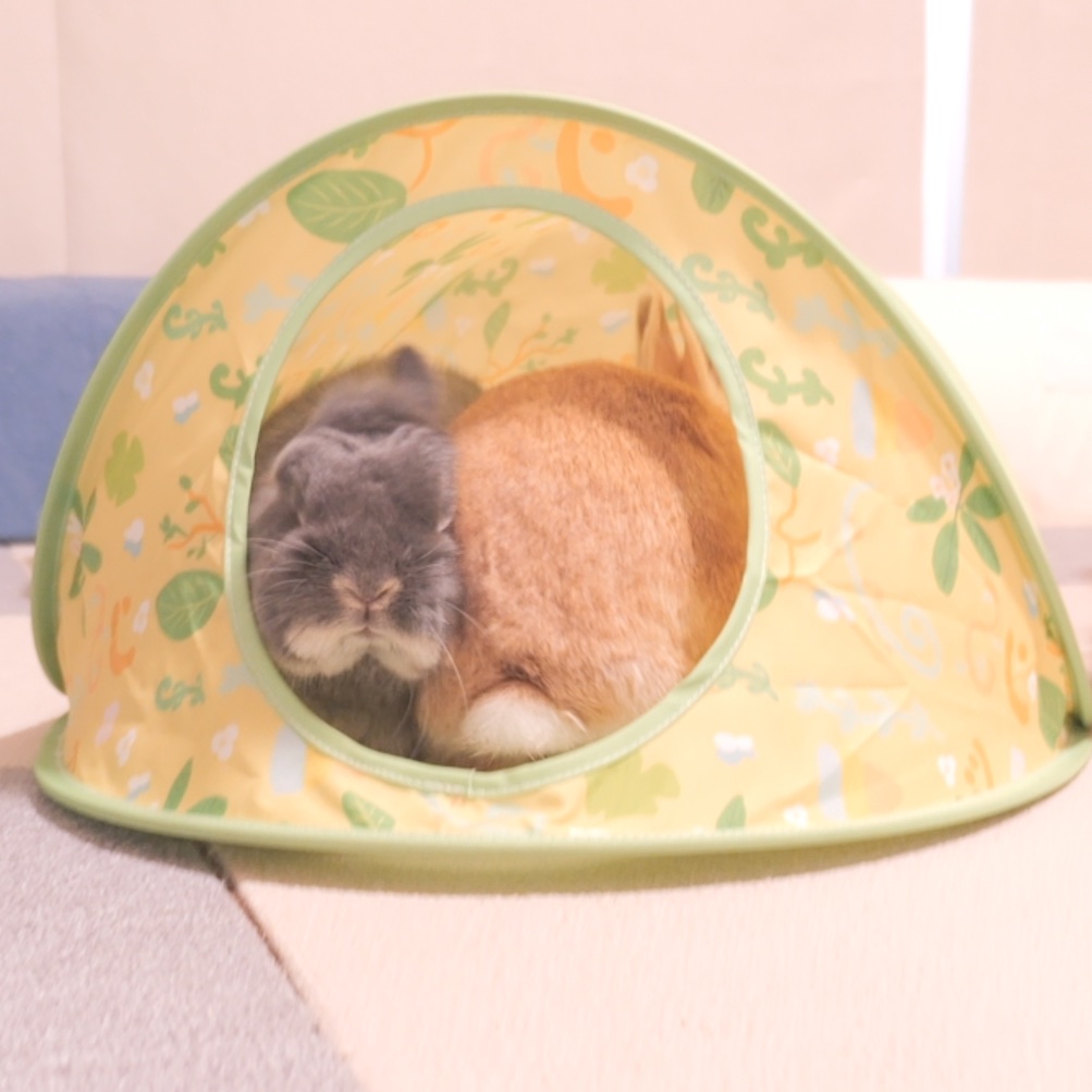 密うさぎ🐰 #うさぎ　#bunny　 #うさぎの麦ちゃんねる