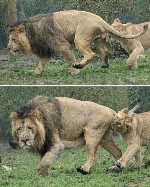 Finding out that lionesses have sex 20-40 times in a day when they're in heat and if her man can't keep up with her she demands to mate by biting his balls