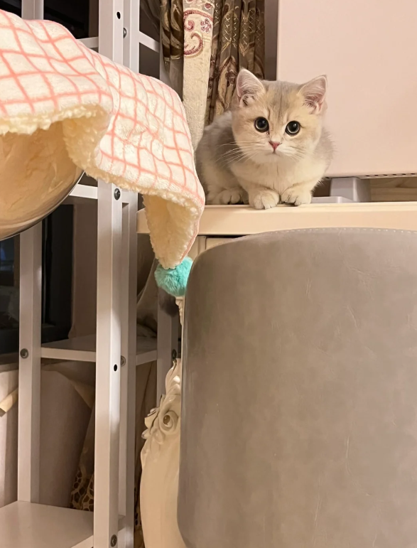 Violet_NY's tweet photo. かわいいと思いますか？ https://t.co/stQBtjdj4a