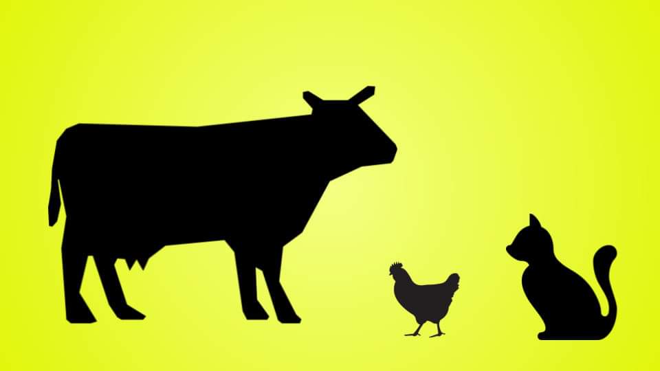 vinodscaria's tweet photo. ▶️ The HPAI H5N1 outbreak in cattle has now spread across 36 herds in 9 states in the U.S.

The genomes provide enormous insights , surprises, and of course open up many more unanswered questions. 

Are we close to a human pandemic? Read more at 🔗 https://t.co/H39T2aSJXb https://t.co/04JXwxy3nT