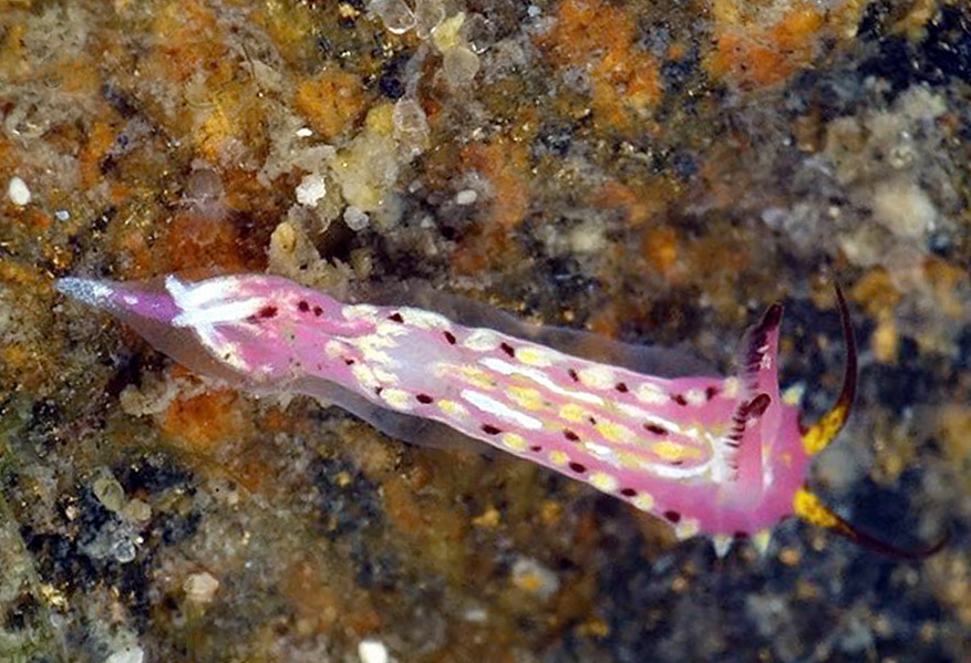 #NewSpecies
New sea slug from #australia just surfaced:

Naisdoris labalsaensis
Holotype: @wamuseum

Treatment: treatment.plazi.org/id/03B587E3-FF…
Publication: doi.org/10.11646/zoota…
@Zootaxa #NaisdorisLabalsaensis

#FAIRdata
#biology #nature #biodiversity #conservation #molluscs #seaslugs