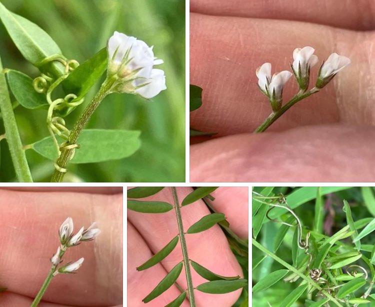 Hairy Tare, Ervilia (previously Vicia) hirsuta. Up to 80cm. Trailing. Leaves have 4-10 pairs of strap-shaped leaflets up to 13mm long. Branched tendrils. Flowers white-mauve, 3-5mm long typically in clusters of 2-7. Calyx teeth equal length. (Downy seed pods)