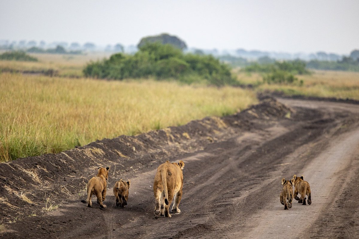U_WildSafaris's tweet photo. One adopted , Three biological thats what the mother of Queen elizabeth National park in Uganda owns. During a morning game drive we had this opportunity to meet a mother of four!

Click here to see the travel guide to Uganda: 
https://t.co/lNrUcRb8h9

#ugandasafari #Lions #Cubs https://t.co/GFHFWkslF3
