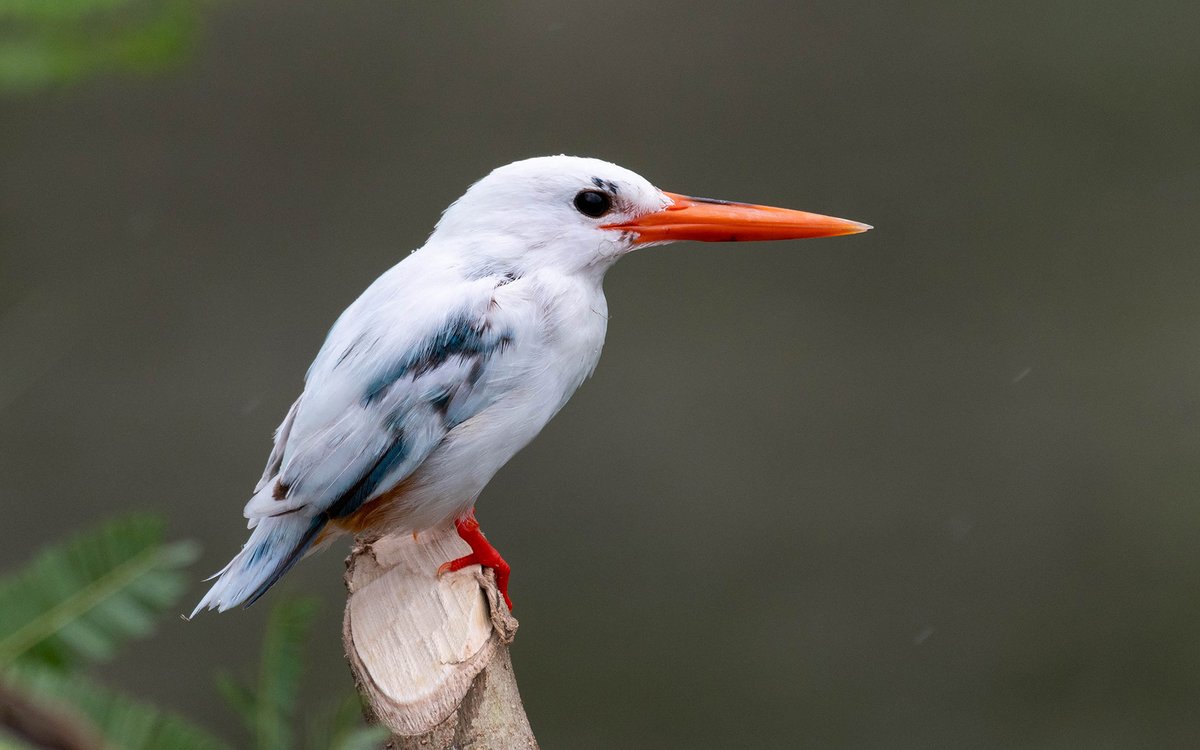 #FromTheArchives Aberrations like #leucism and #albinism yield attractive results for us observers but are not favourable for the animals. 📷 Akshita Saxena, Bhanu Pratap Singh Rathore, Vidhan Dwivedi — Leucistic Common Kingfisher Learn more: bit.ly/4bdw6AA
