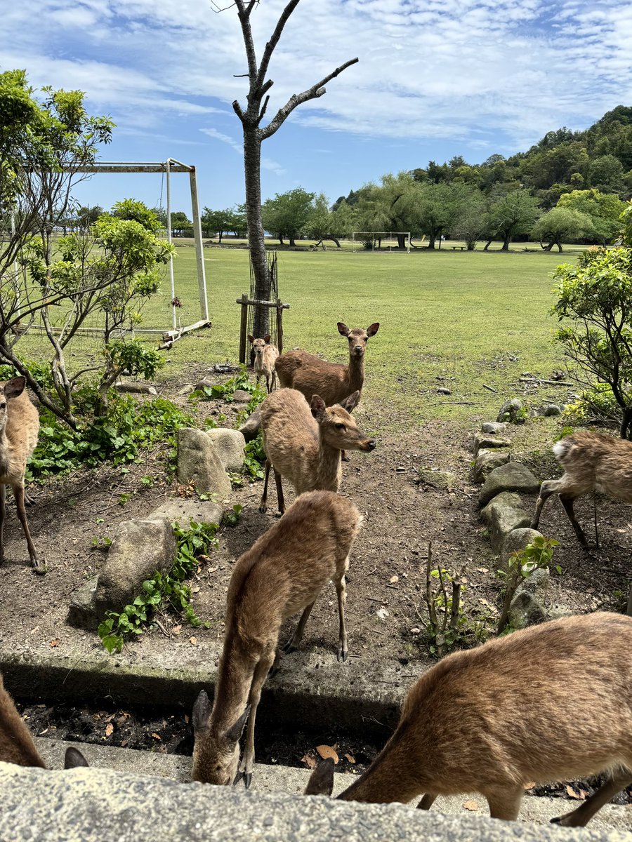 本日こどもの日に宮島の鹿さんにご飯をお届けしました。

#宮島の鹿