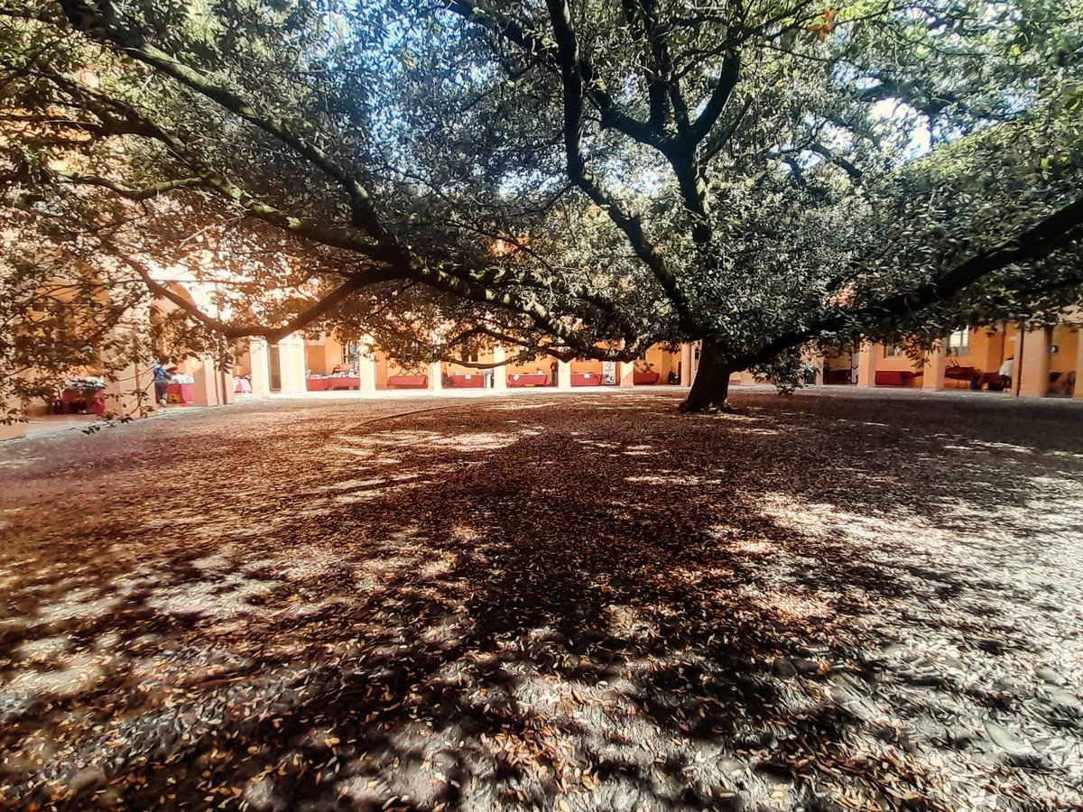 gio_b_tta's tweet image. Con #Low e @Off_Gutenberg a #Bukmodena.
All'ombra del grande leccio.