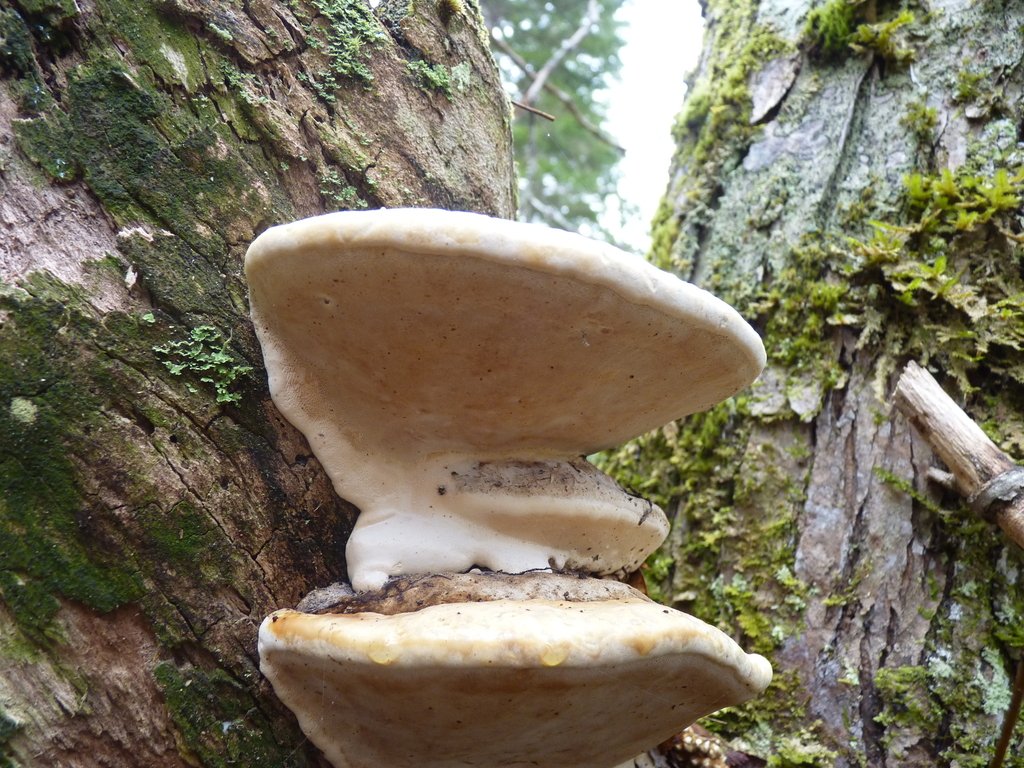 American Brown Fomitopsis - Fomitopsis ochracea/ I'm not sure how this was even considered the same species as Red Belted Polypores (Fomitopsis pinicola) in 2015, they aren't even red. I don't think we needed a DNA study to happen to make such a conclusion.