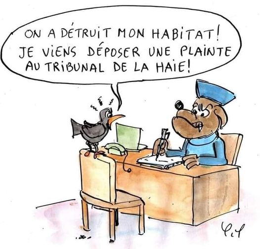 Pour ne pas déranger ou déloger les oiseaux pendant cette période cruciale pour leur cycle de vie, l'Office français de la biodiversité, recommande de ne pas tailler les haies ni d’élaguer les arbres du 15 mars au 31 juillet.