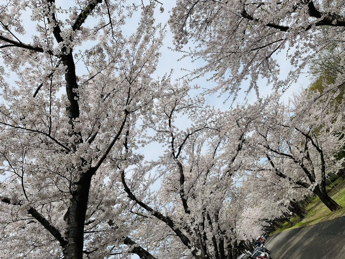 一足遅い桜🌸