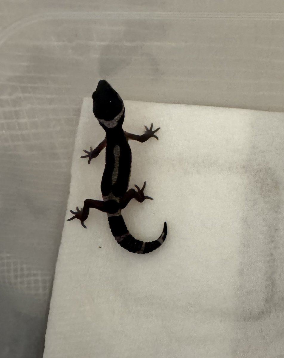 Spring_Garden__'s tweet image. 良きなメラニスティック（TSF）が生まれてます。
まだまだこれから⤴︎

#レオパ　#レオパードゲッコー　#爬虫類