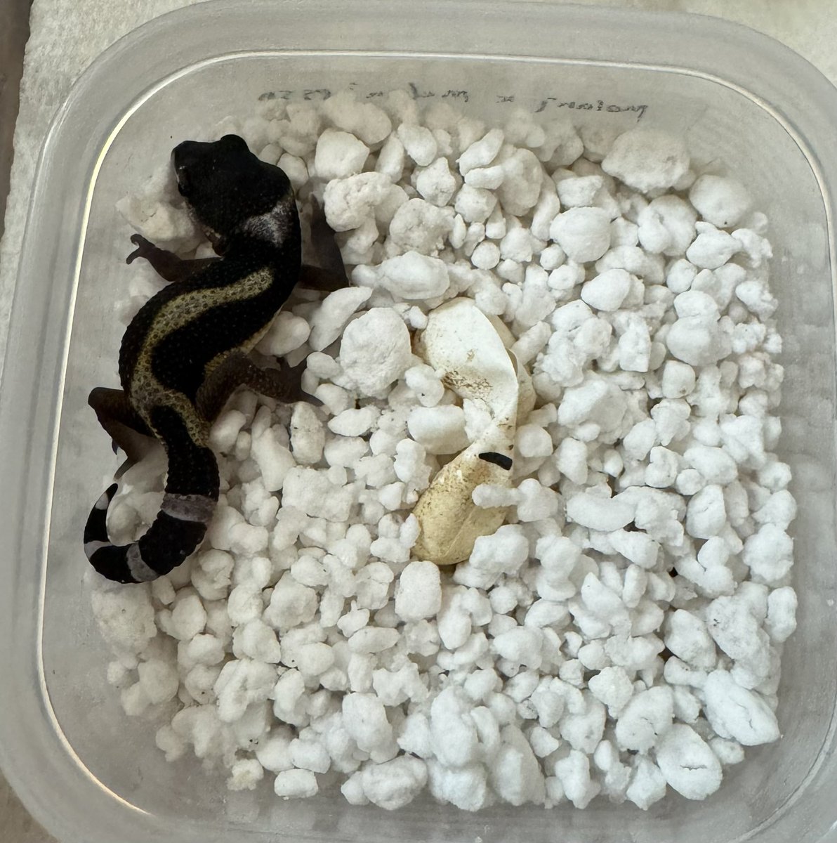 Spring_Garden__'s tweet image. 良きなメラニスティック（TSF）が生まれてます。
まだまだこれから⤴︎

#レオパ　#レオパードゲッコー　#爬虫類