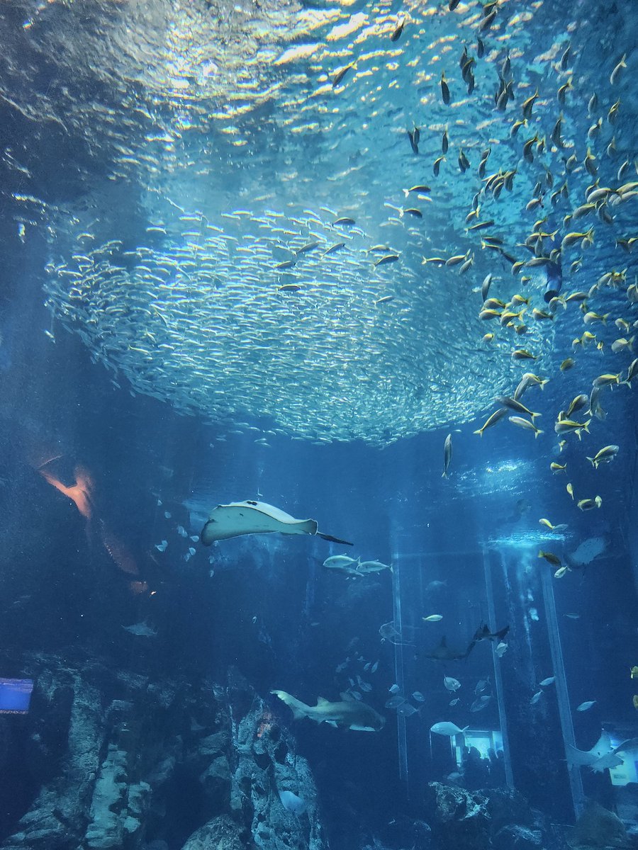 マリンワールド海の中道

けづくろいするラッコ
綺麗なサンゴ
グソクムシの顔
大水槽

#フロサポ博多でなんしようと