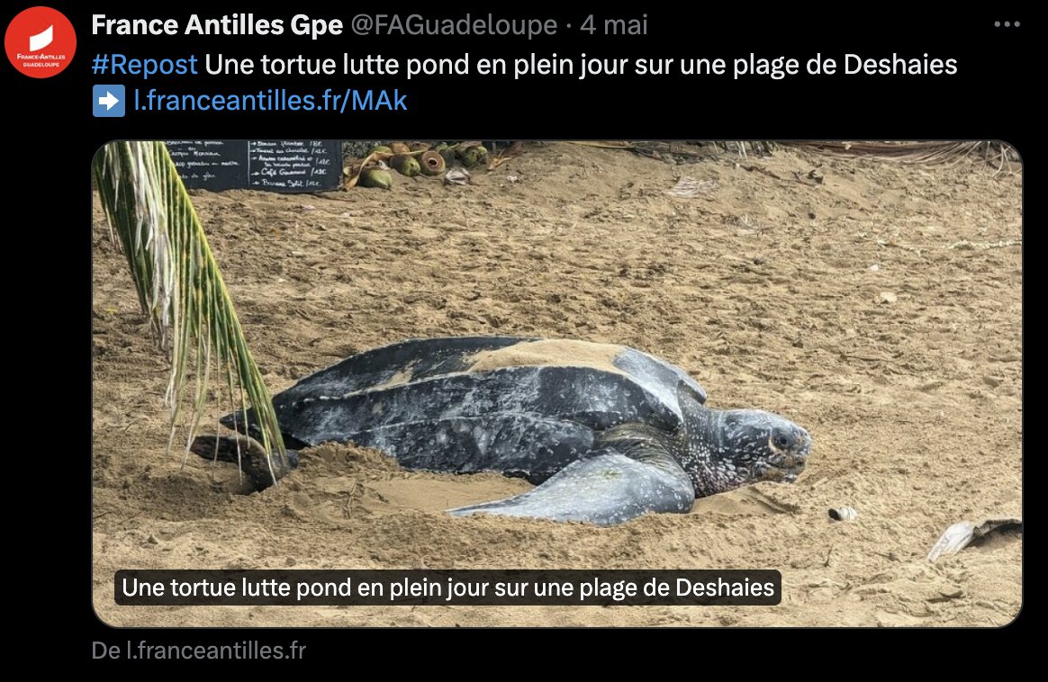 J'espère que France-Antilles met un peu plus de soin dans ses informations cycloniques que dans celles sur la biodiversité.

La tortue lutte et ne rompt pas.

#TortueLuth